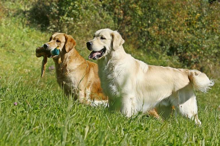 golden1.jpg — Retriever Club Schweiz