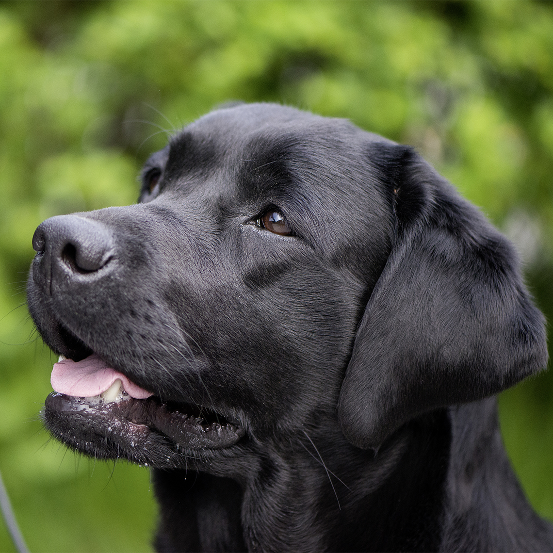 start-labrador.jpg