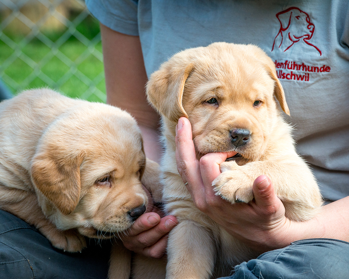 Blindenführhundeschule Allschwil