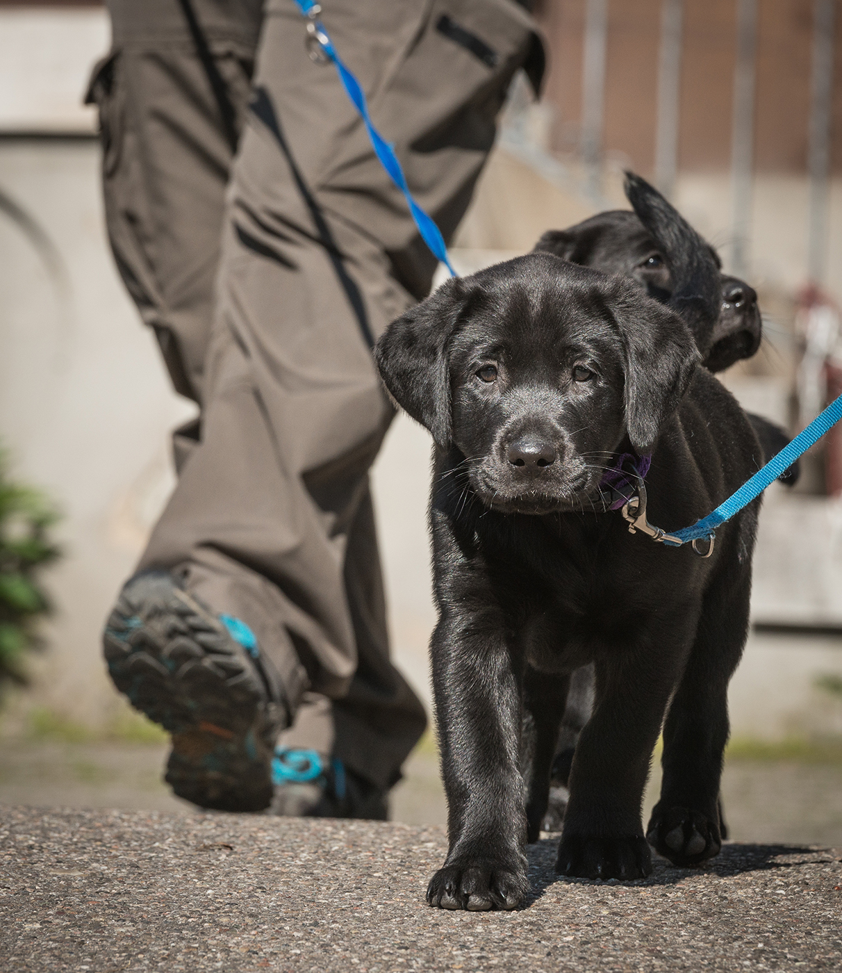 Blindenführhundeschule Allschwil