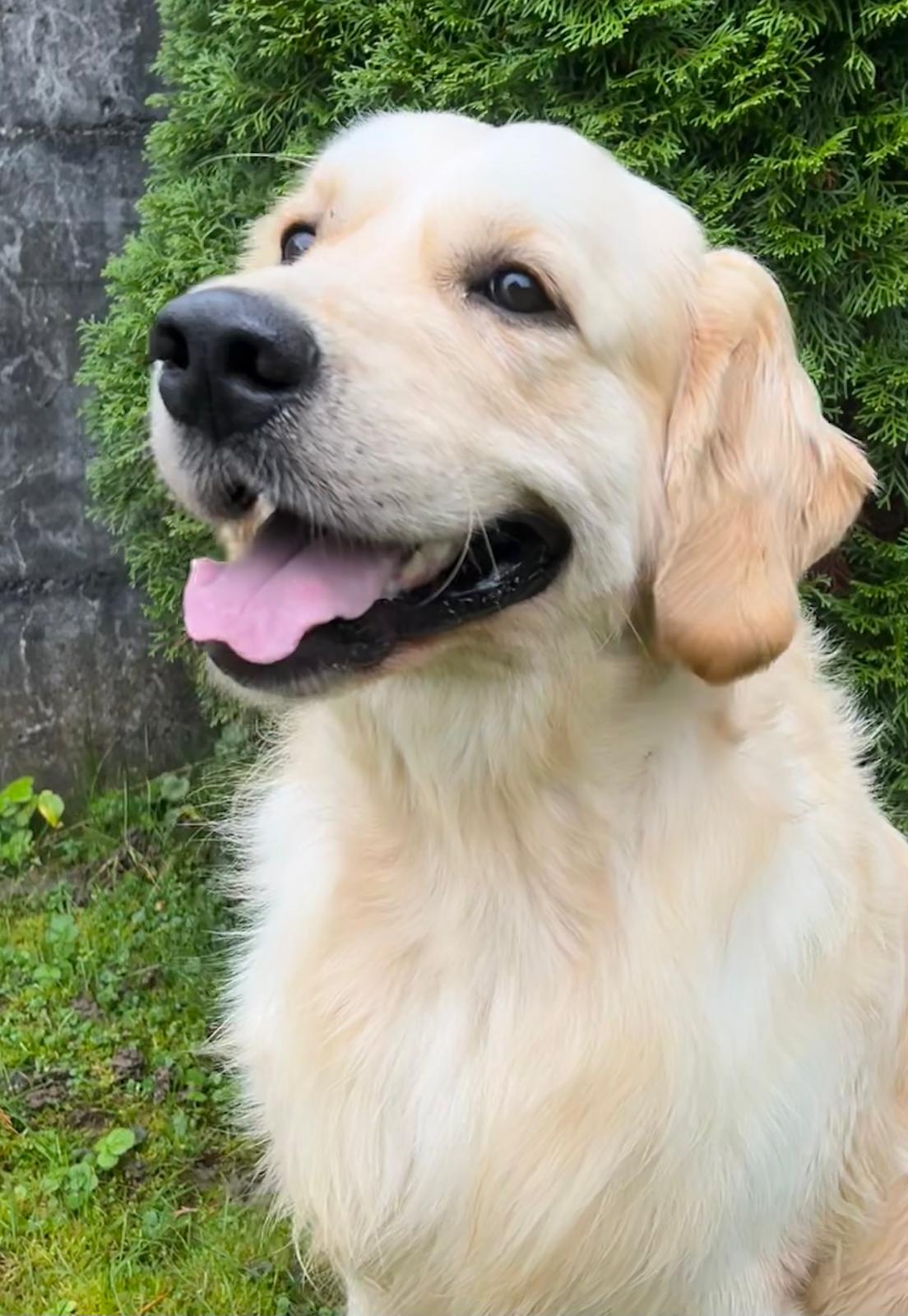 onmywaywithbaileyofgoldenmotions.jfif