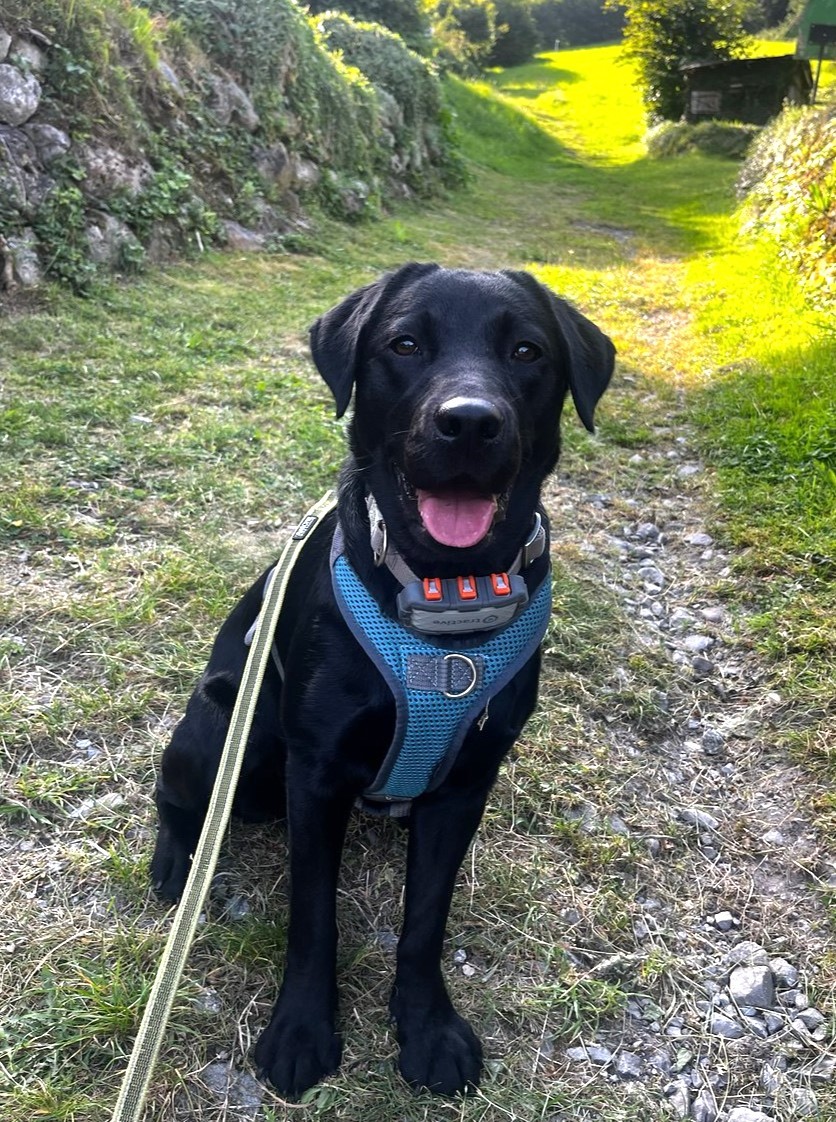 puzzledreamlovelylivie.jfif