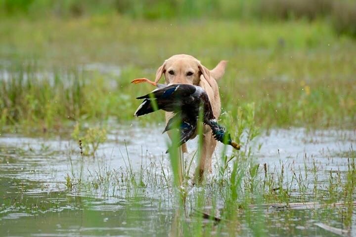 European Retriever Championship 2026 — Deutsch