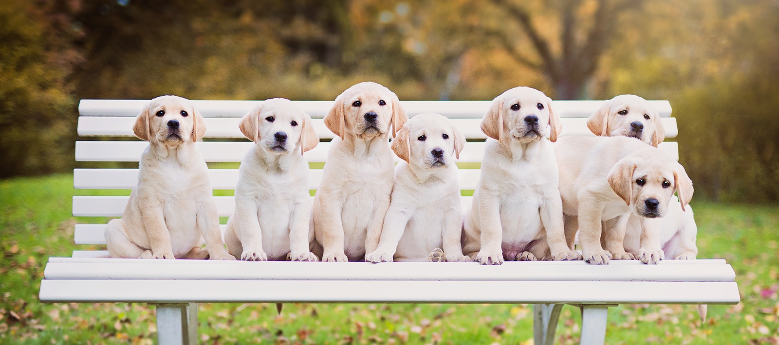 Labrador Francais