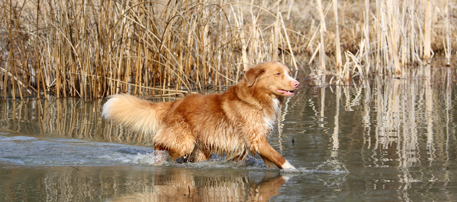 Toller — Français